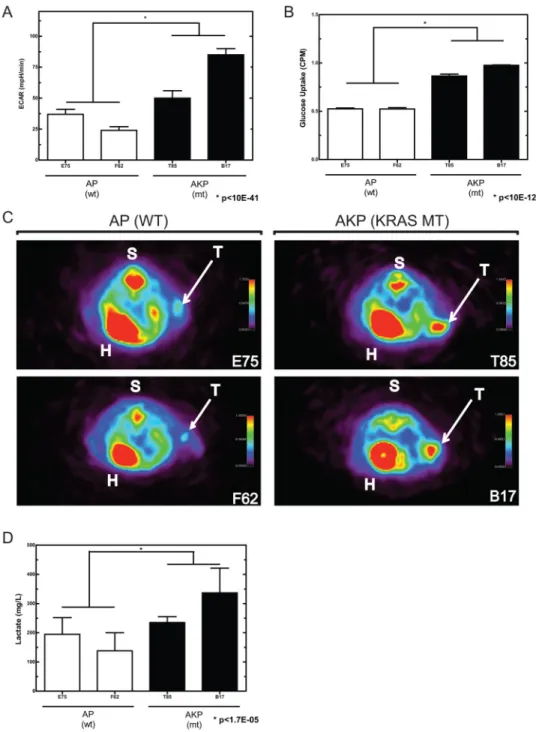 Figure 6. Assessment of in vivo glucose uptake and lactate production in subcutaneous tumors A) In vitro measurement of extracellular acidification rate (ECAR) in AP and AKP cell lines