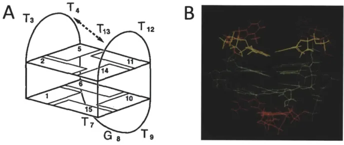 Figure  2.1:  a)  Schematic  model,  and b)  3-dimensional  structure  of the thrombin  binding  aptamer