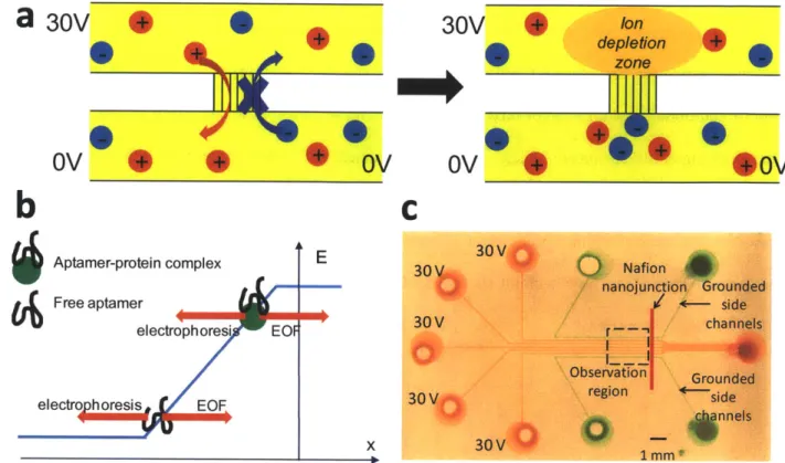 Figure  2.2:  a)  Ion  selective  membrane  creates  a  local  ion  depletion  zone  with  high  electric  field  upon applying  a voltage,  b)  Free  aptamers  and  aptamer-protein  complex  concentrate  at  different  locations  on the  electric  field  