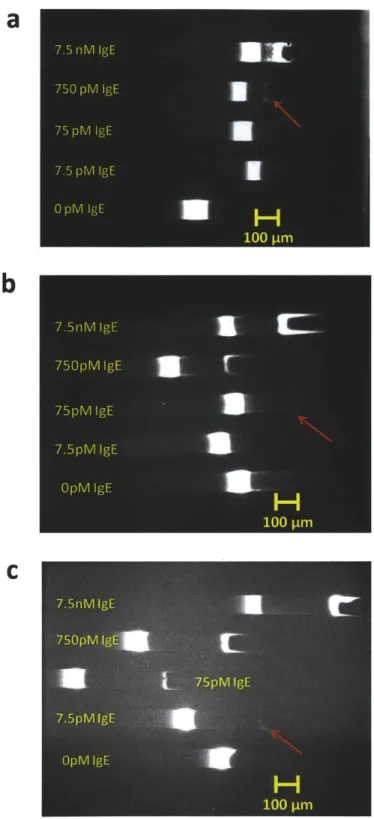 Figure 2.3:  Addition  of BSA  improved  detection  of IgE  in  buffer  using concentration-enhanced  aptamer affinity  probe  electrophoresis  assay