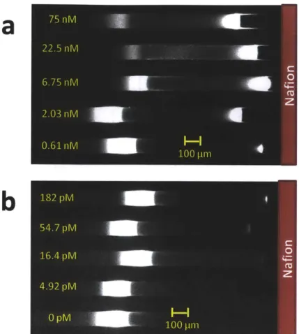 Figure  2.4:  Experimental  results  for  multiplexed  concentration  enhanced  aptamer  affinity  probe electrophoresis  assay  for  detecting  a)  high  concentrations,  and  b)  low  concentrations  of IgE  in  buffer solution  after 30  minutes  of con