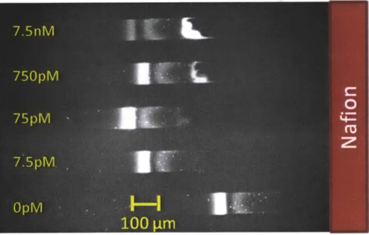 Figure  2.7:  Concentration  enhanced  aptamer  affinity  probe  electrophoresis  assay  for  detecting  IgE  in sample  containing  1% donkey  serum