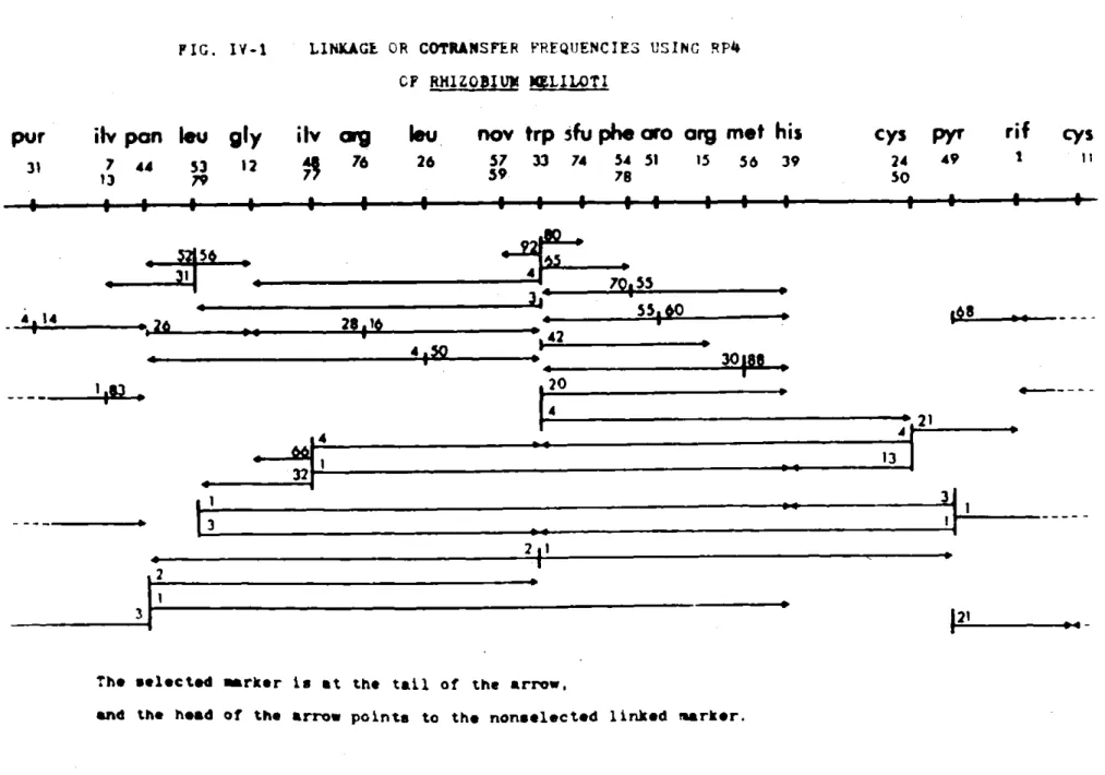 FIG.  IV-1 pur 31 4  1l4 -w cys24 50 pyr49 rifI cysAIL-55 301S U -3  21 rz 13 I 42qpII