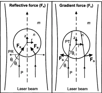 Figure  2-2:  Diagram  of  the  reflective  and  gradient  forces  on  a dielectric  sphere.