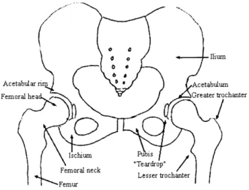 Figure 2.1:  Schematic  diagram of bony  anatomy in  the  pelvis
