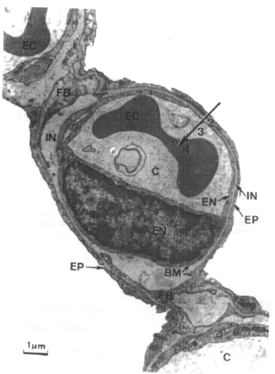Figure 2.1:  Electron micrograph  showing  a pulmonary  capillary  in the  alveolar  wall.
