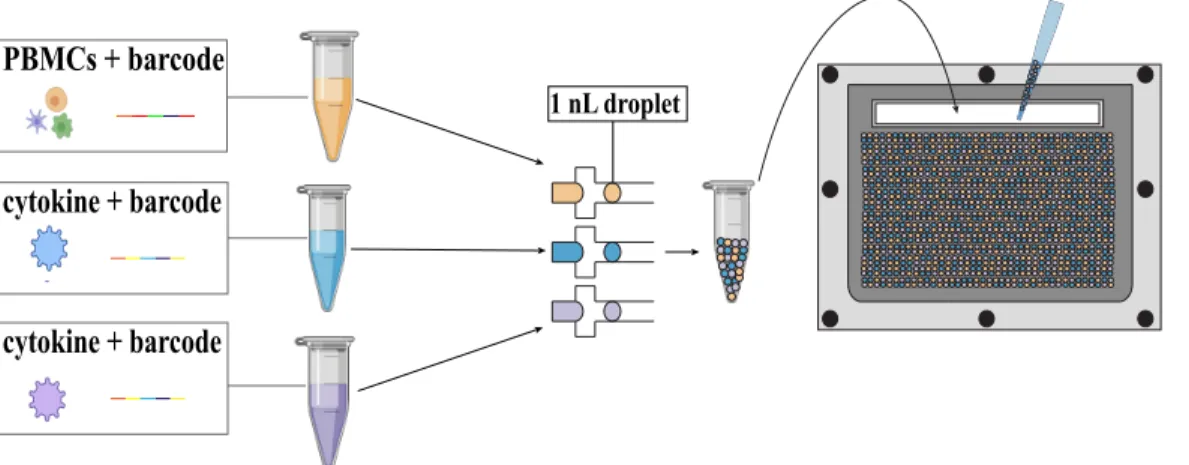 Figure 1-3: Droplet generation and loading workflow. This figure portrays the general protocol for setting up an immune cell multiplexing experiment in the chip
