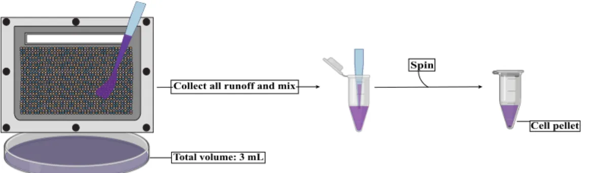 Figure 3-4: Optimized protocol for extracting cells from chip. The most efficient cell removal protocol is displayed above
