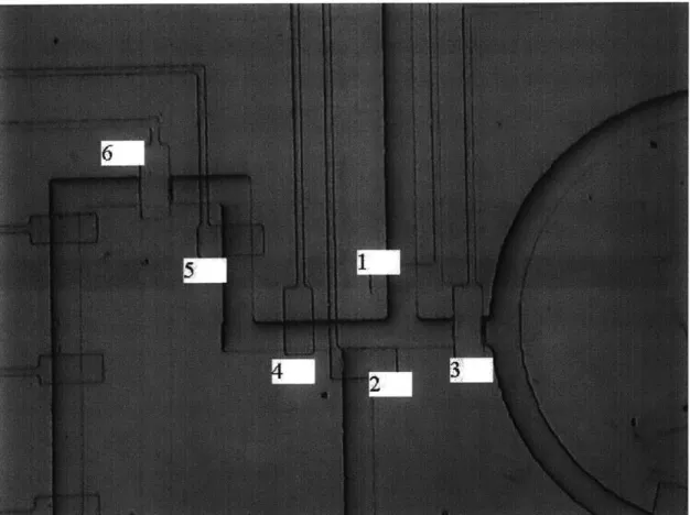 Figure  2.6 Microfluidic  Device based  on Design  2  - Metering  valves are numbered