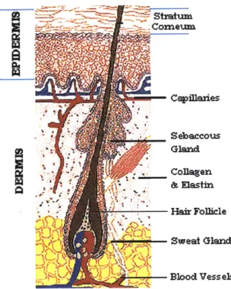 Figure  3.1:  Diagram of human skin  [Adapted  from Repechage,  1999].