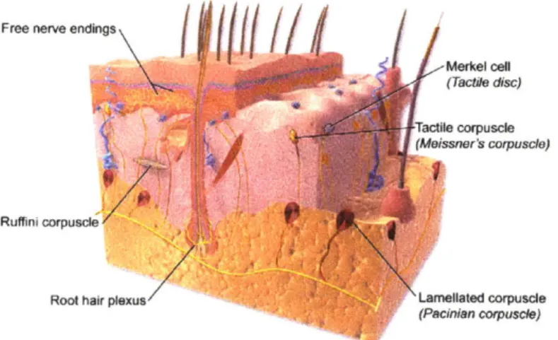 Figure  2-3:  Diagram  showing  the four types  of mechanoreceptors  in the skin:  Pacinian corpuscle,  Meissner  corpuscle,  Merkel  cell,  and  Ruffini  corpuscle  [Blausen.com  staff, 2014].