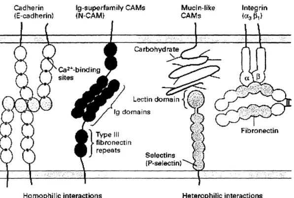 Figure  2 The  five major  families  of cell  adhesion  molecules.  Integrins  mediate  cell-matrix  adhesion,  while the  other  families  regulate  cell-cell  adhesion