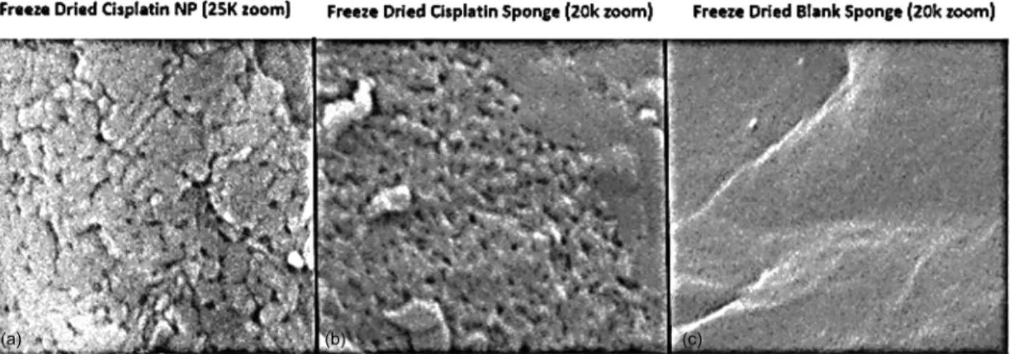 Fig. 10 SEM images of lyophilized free CDDP NPs (a), CDDP NPs embedded within CSM (b), and an image of CS sponge syn- syn-thesized without any NPs (c)