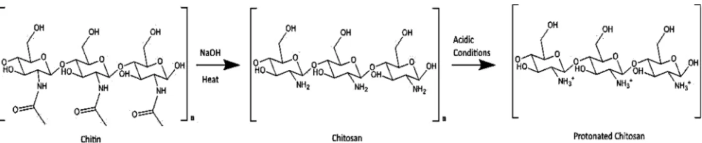 Fig. 1 Molecular structures and formation conditions for chitin and CS. The acetyl groups (C 2 H 3 O) are removed from chitin to form CS