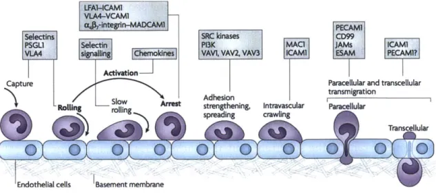 Figure  1.6: Summary of the transendothelial migration of leukocytes  process.