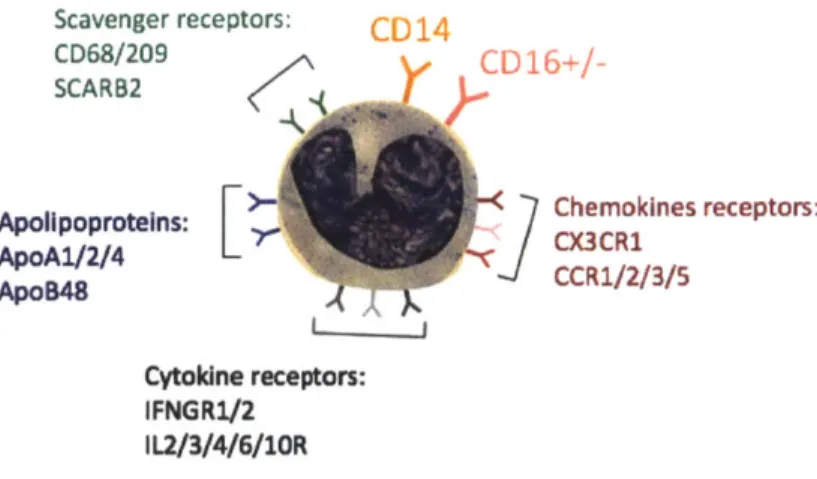 Figure  1.15: Major surface receptors of human monocytes.