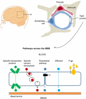 Figure 1: Schematic of the blood-brain barrier (BBB) (top) and the junctions between the human  brain microvascular endothelial cells (bottom) [3] 