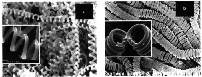 Figure  4:  SEM  Images  of carbon microcoils  (CMCs):  (a)  spring-like  single-helix  CMCs  and  (b) DNA-like double-helix  CMCs 20