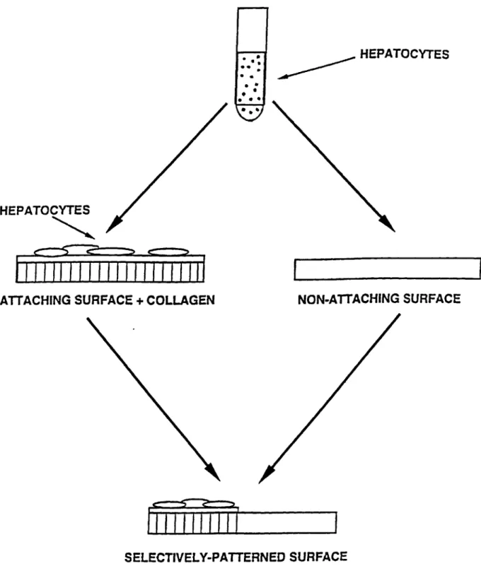 Figure  2.1.  Schematic  of selective  adhesion  of hepatocytes.