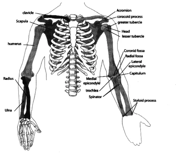 Figure  1.  Image depicting  the bones of the  arm. 8