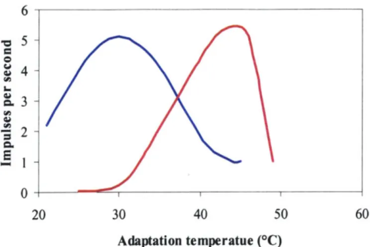 Figure 3.  Discharge  frequencies  of cold  (blue)  and warm (red) receptors (Schmidt,  1983).