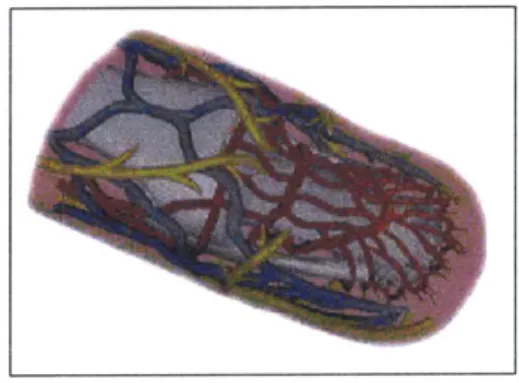 Figure 4.  Vascular  anatomy of the fingertip, digital arteries and veins are red and  blue respectively  (cf  Mascaro, 2002).