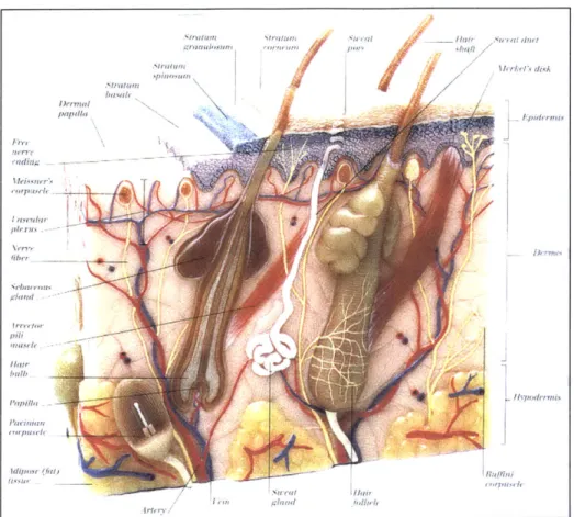 Figure 1.  Anatomical  structure of skin and subcutaneous  tissue (Visual  Encyclopedia,  1999).