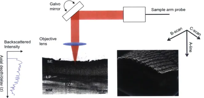 Figure  2-12:  Galvanometer  mirrors  scan  the  tissue  in  the  transverse  B-scan  and  C-scan directions  to  render  a  three-dimensional  image.