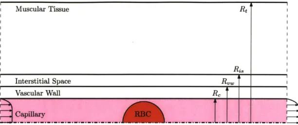 Figure  3-1:  Visualization  of the problem  domain  including  the capillary, vascular  wall,  interstitial  space,  and  muscular  tissue  sub-domains.