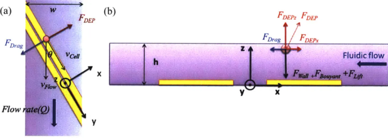 Figure 3-2  The force  balance of  the particle  flow  along  the coplanar electrodes