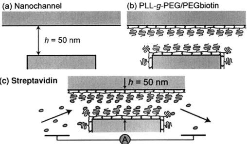 Figure 6.  Sequential  surface  modifications  for streptavidin  sensing. Impedance spectroscopy  is performed  across the nanochannel