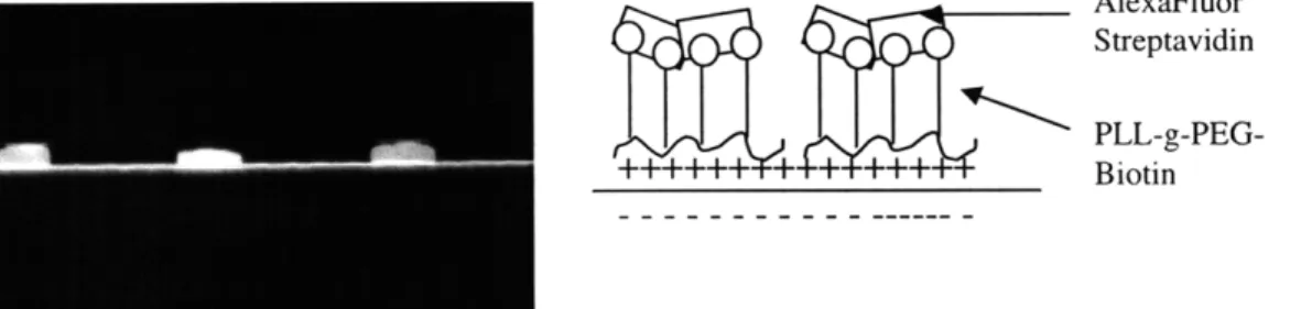 Figure  10.  a)  Fluorescent streptavidin  binding  to  PLL-g-PEG-biotin  in nanochannel,  b) schematic  of immobilization  scheme
