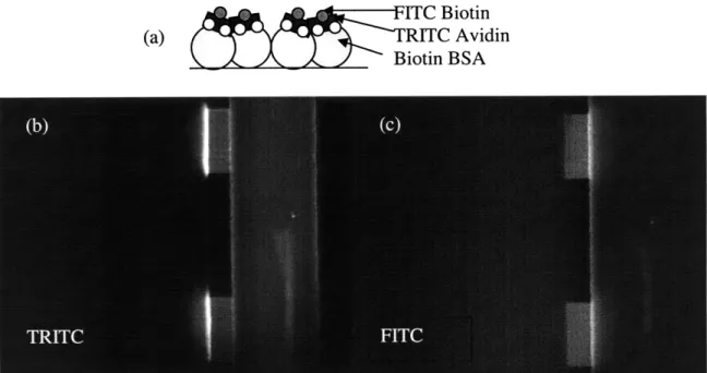 Figure 14.  a) Immobilization  scheme  in the  nanochannel,  b) binding of TRITC-avidin in nanochannel,  c)  subsequent  binding of FITC-biotin  in nanochannel.