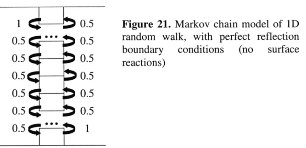 Figure  21.  Markov  chain  model  of  1D random  walk,  with  perfect  reflection boundary  conditions  (no  surface reactions)