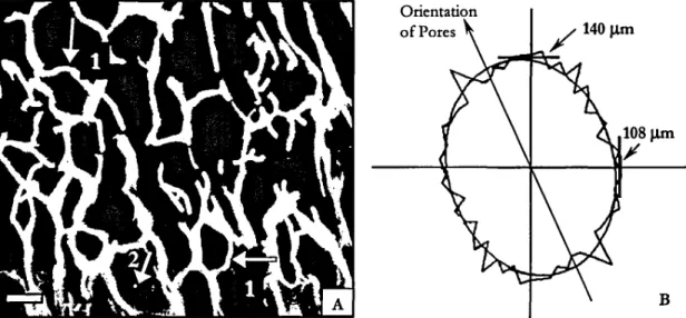 Figure 2.2. (A) A two-dimensional section of matrix from confocal fluorescent microscopy used in the pore diameter analysis (scale bar = 100 J..lm)