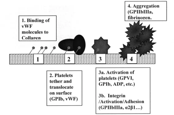 Figure  1.5.  Sequence  of platelet/vessel  wall reactions.