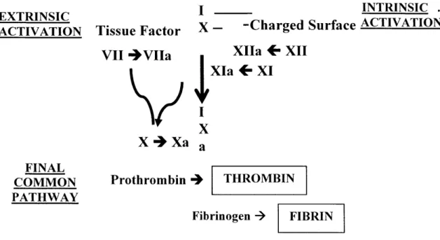 Fig  1.6.  Classical  reactions  of the  coagulation  cascade  commensing  with the exposure  of tissue  factor  (Extrinsic  activation)  and/or  an  appropriate  surface  (Intrinsic  activation), leading to the  explosive,  proteolytic  production  of thr