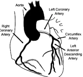 Figure  1.1.  Schematic  diagram  of the  heart and major overlying  coronary  arteries.