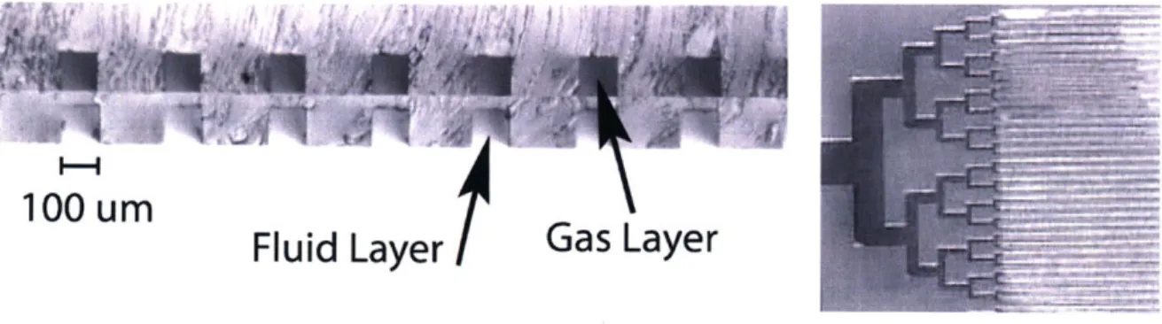Figure 3.4:  At  left, cross section offluid and gas channels in two-layer microfluidic device.