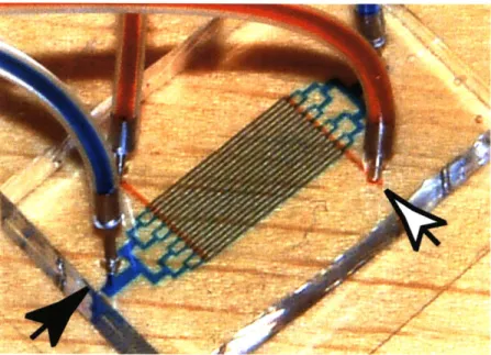 Figure 3.5:  Two-layer microfluidic device for passive oxygenation with dyed fluid representing the path of thefluidic channels (black arrowhead) and gas channels (white arrowhead).