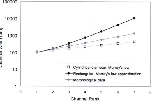 Figure 4.4:  Channel dimension (width or diameter) versus channel rankfor morphological data, capillary network based on Murray's law, and capillary network based on rectangular