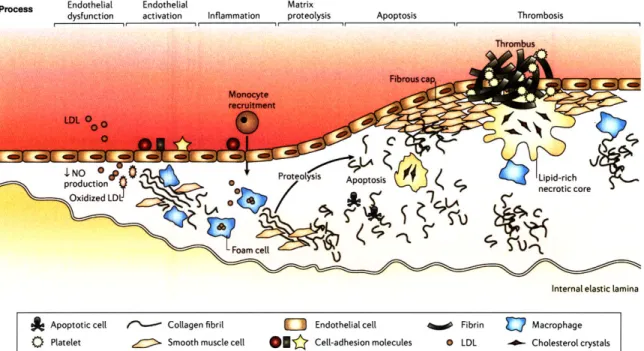 Figure  1-1:  Cellular  processes  in  the  development  of  an  atherosclerotic  lesion