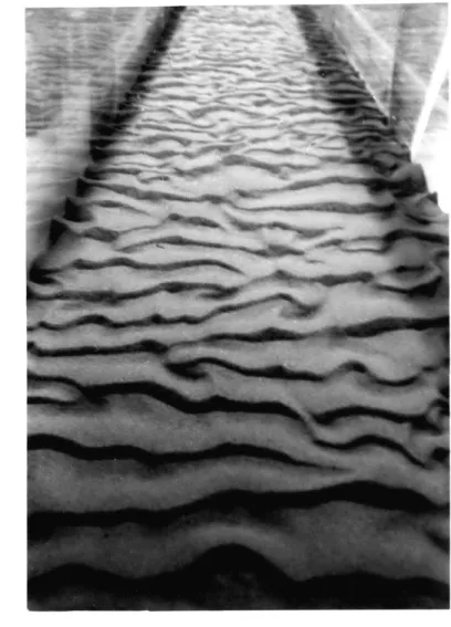 Fig.  3.3.  Upstream view of  a rippled  bed  surface  (Run A-3,  D =  0.51 mm  ,  flow  from top  to  bottom).