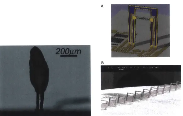 Figure  3-5:  Sensors  developed  mimicking  tie  physiology  of  the  neuromasts  found  in