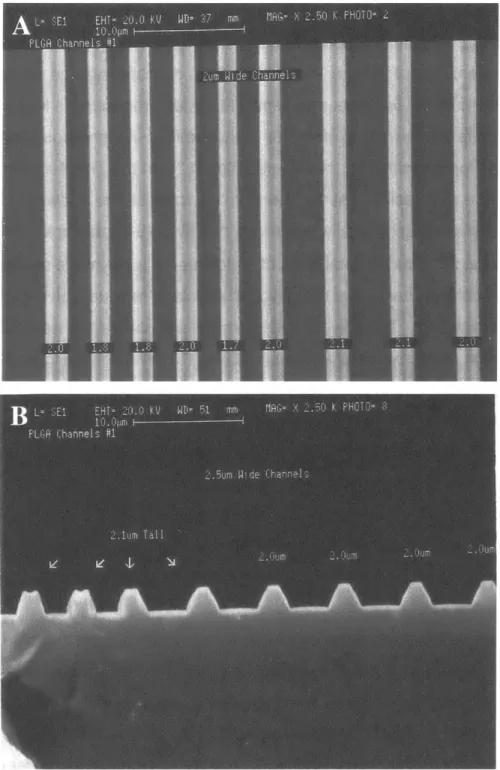 Figure 2.14 SEM  of cross-sections  of high-resolution  features  in  PLGA.  A) 2lam  wide  lines with 2lam  spacing (left)  and  4lam  spacing  (right)