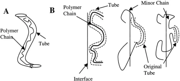 Figure  3.9 A) deGennes'  high  molecular weight polymer  chain  residing  in  a tube  and  B)  Polymer chain self-diffusion leading to  loss of original  tube, growth  of  minor  chains, and  reptation across the  interface,  resulting in the  development