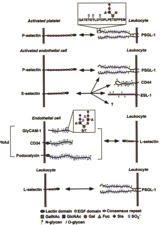 Figure  1-2  Selectins  and  their  major  ligands.  Three  selectin  family  members  (P-,  E-, and  L-selectin)  and  their  corresponding  ligands  are  shown  in  this  figure