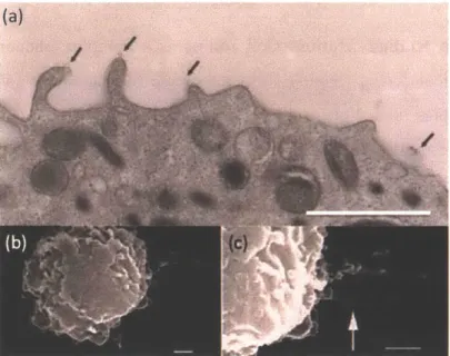 Figure  1-4  Scanning  electron  microscope  (SEM)  images  of  neutrophils.  (a) Localization  of  PSGL-1  on  microvilli