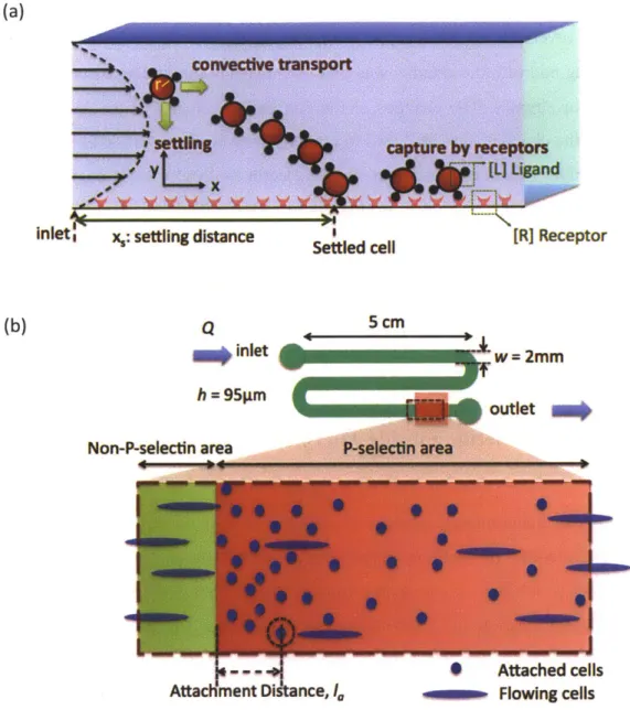 Figure 2-1  Schematic  diagrams  of  cells  travelling  in  a  microfluidic  channel.  (a) The illustration of a cell  entering the  microfluidic  channel  and travelling  in both x and y directions