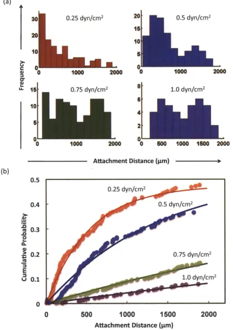 Figure 2-6  Attachment  distance  of HL60  cells  at  different  shear  stresses  of 0.25-1.0 dyn/cm2